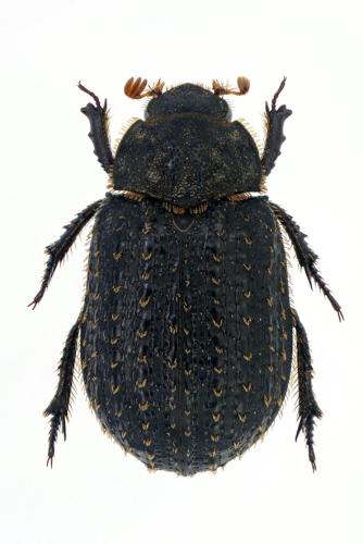 Réf. 297 746 : Trox hispidus